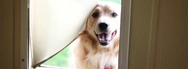 A happy dog looking through a Petaway doggy door installed by My Security Door