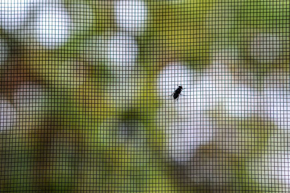 fly on a fly screen